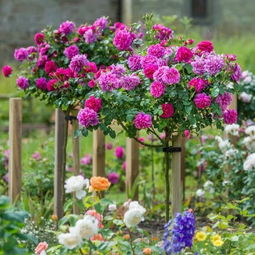 月季树，你了解多少？