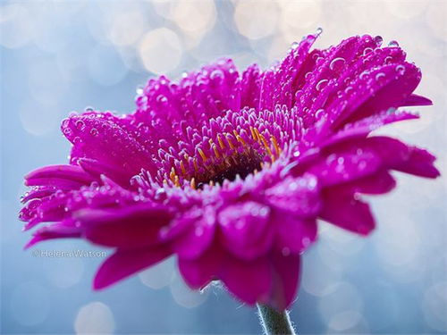 迎客松：家庭和睦， 幸福美满