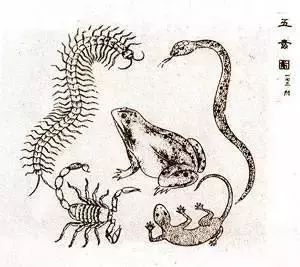 南瓜瓤可驱山羊绦虫，是一种古老的中兽医治疗方法