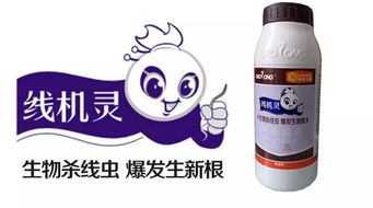 西红柿灌根后的平安食用时间探讨