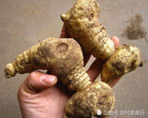 黄精多少钱一斤？如何挑选优质黄精