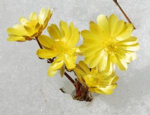 冰凌花图片哪里找？高清美图一网打尽