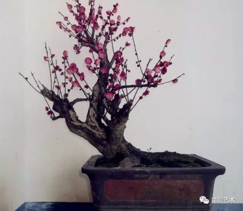盆景造型：攀扎丝的选择大揭秘
