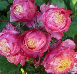 个人碎碎念：别伺候得太精细