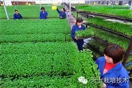 光照控制，关键在于遮阴