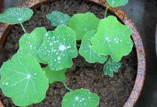 枙子花叶冒水，为何如此神秘