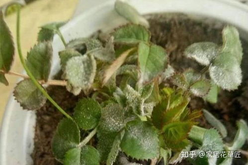 月季多菌灵兑水喷叶子比例是多少？操作指南详细说明？