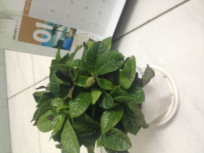 “这是什么植物？有了这些方法就能轻松识别植物