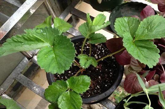 草莓施肥：磷钾为主， 氮素适量