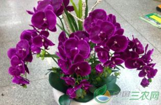蝴蝶兰繁殖视频：核心关键词