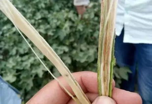 韭菜根腐病和枯萎病如何有效防治，避免病情蔓延？