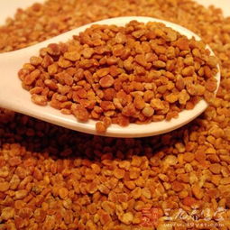 白子菜为何被誉为药食两用佳品？其具体功效与作用有哪些