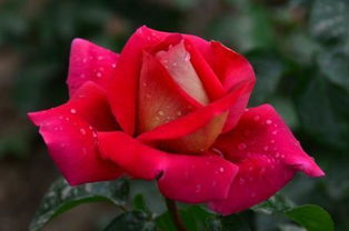 沈阳的玫瑰情缘