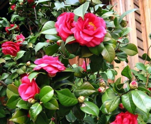 茶花养护小秘籍：揭秘六大关键点让茶花多结花苞！