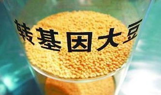 转基因作物， 社会平安的隐忧