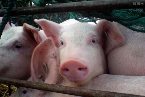 猪蠕形螨病：养殖场不容忽视的隐患