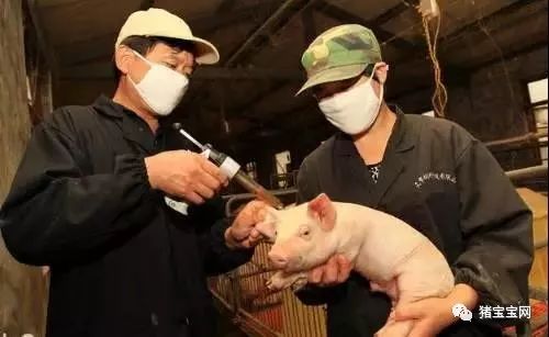 夏季养猪，湿料更佳