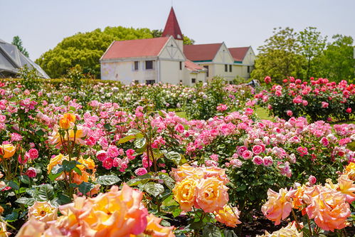 古老月季的传承与发展