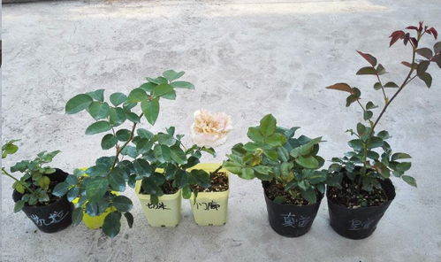 一次性花的鉴别