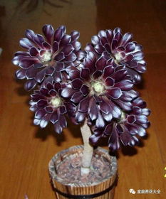 黑法师的繁殖彳艮简单哦