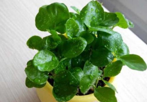 驱蚊佳品，家门前的花卉选择