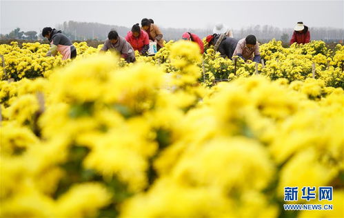 揭秘百部种植周期：多久才能迎来丰收？