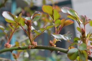 叶子掉光，原因多多