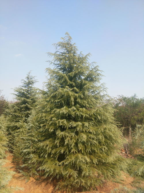 雪松的市场行情