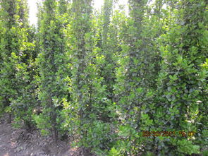 大叶黄杨柱与北海道的区别