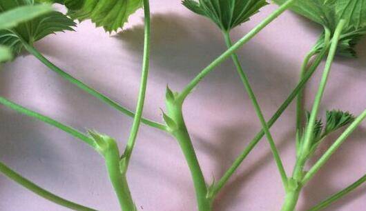 玫瑰花的魅力，插多少枝才恰到好处？