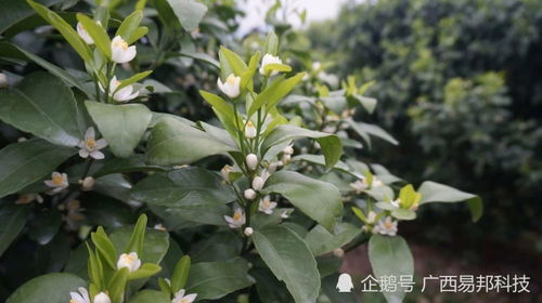 建议用药：吡蚜酮+吡虫啉+有机硅。