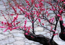 三角梅花落后花枝处理取决于是否保留花蕾