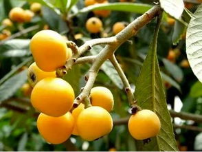 枇杷熟了除草剂去哪儿了？