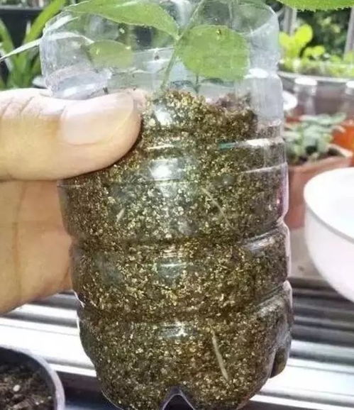 春季月季剪枝条怎么繁殖？能否快速生根