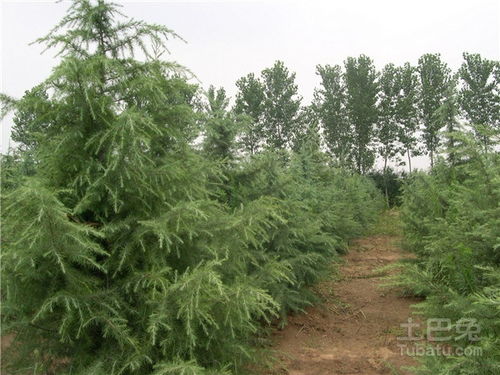 密度这么重要吗？