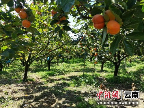 揭秘柿子种植天堂：中国各省柿子生长环境一览