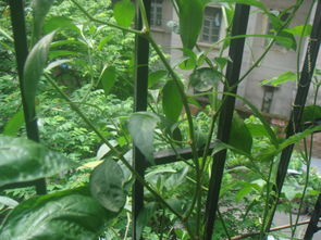 辣椒叶子， 也有大变身