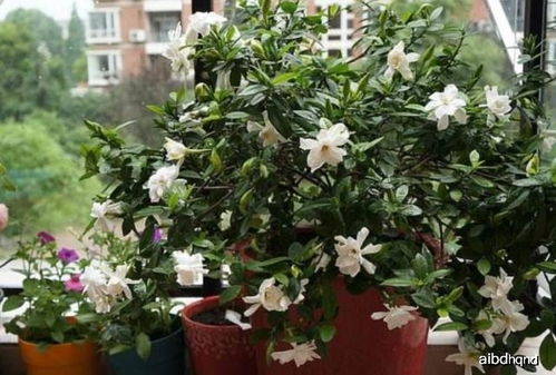 木栀子花黄叶，是何原因导致