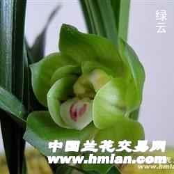 春兰绿云养殖过程中，如何有效避免叶片黄化