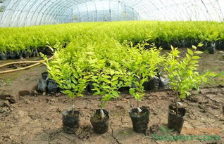 为什么彩叶苗木这么难养？揭秘养护难题