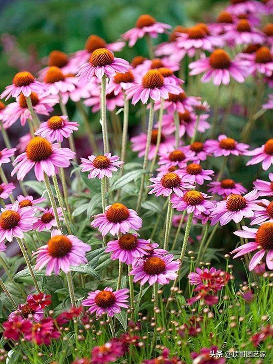 种植技巧：让花卉在内蒙古绽放