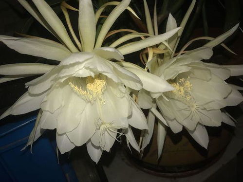 昙花早上不开花，是何原因导致