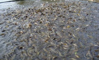 黄金泥鳅养殖秘诀：如何让泥鳅变白？