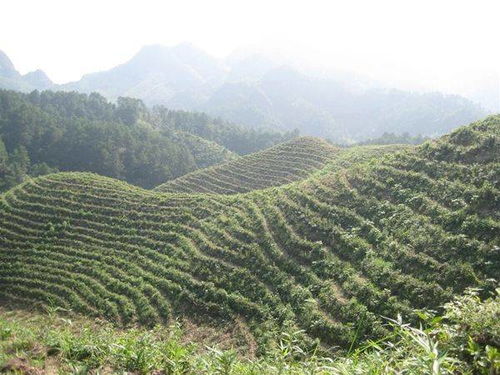 案例分析：早种还是晚种，这是个问题！