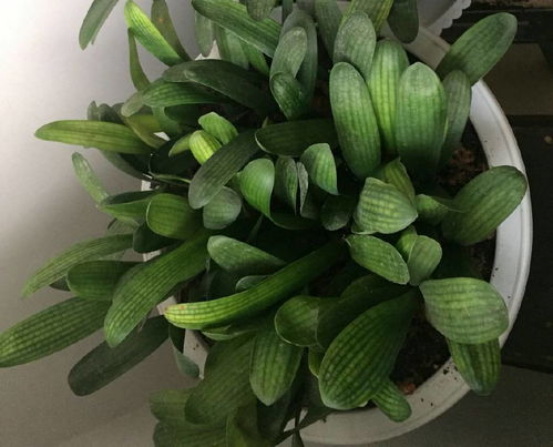 君子兰养护多长时间开花？不同品种开花时间有差异吗