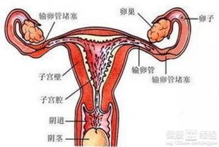 青年鸡输卵管堵塞成因探究