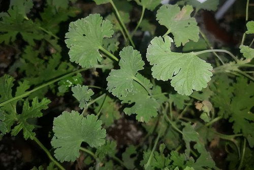 驱蚊小秘籍：养花也Neng赶走烦人蚊虫