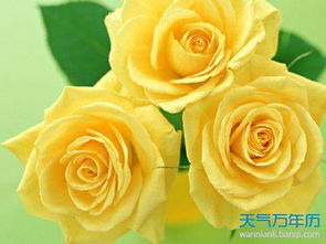 黄玫瑰适合送恋人，别送错对象哦