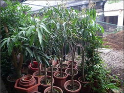 小区空间小，怎么种花草树木呢？