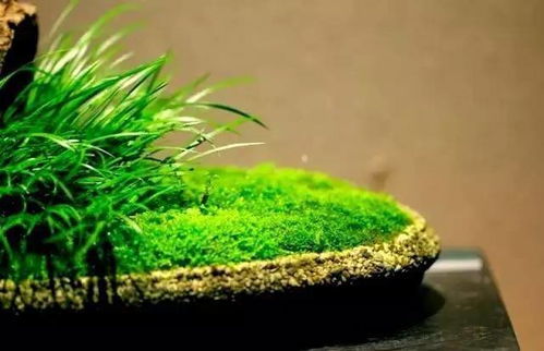 樱桃盆景的养护心得